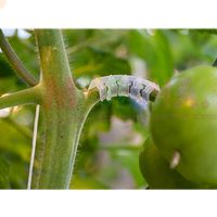 Пластиковый кистедержатель предотвратит излом кистей томатов при обильном урожае